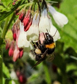 Busy bee