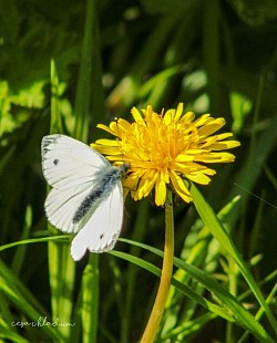 Yellow and white