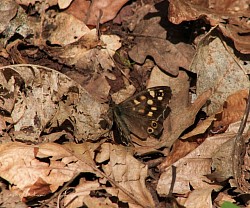Perfect Camouflage