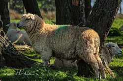 Sheep in the shade
