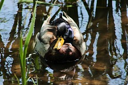 Happy duck
