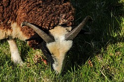 The sheep