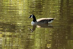 The goose