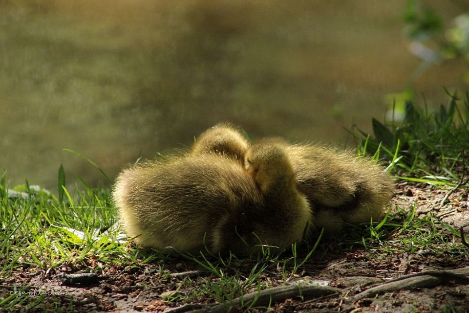 Goslings in the sun