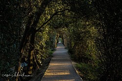 The tree tunnel