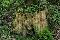 Tree trunk