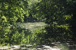The swamp