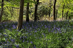 The forest