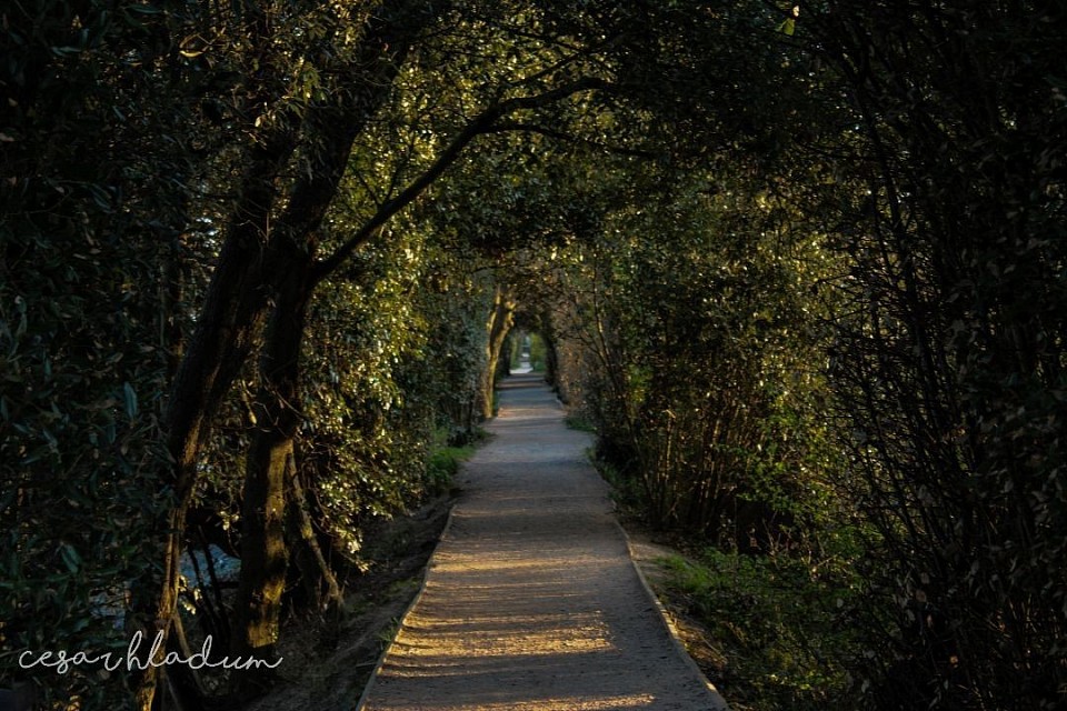 The tree tunnel