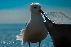 Seagulls