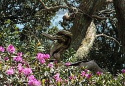 The wooden duck