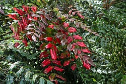 Red and green