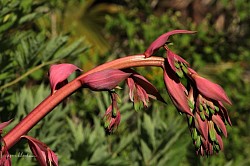 Flowers 4