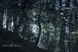 Water reflections
