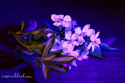 UV Flowers