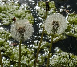 Make a wish