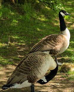 The geese