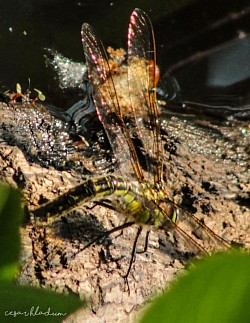 Dragonfly