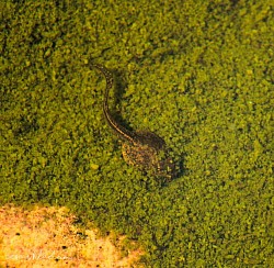 Tadpole