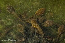 Tadpoles