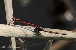 Dragonflies