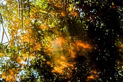 Water refections