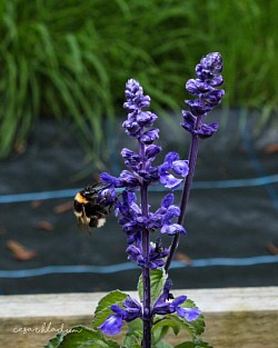 Bee