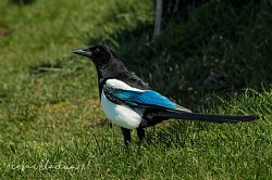 magpie